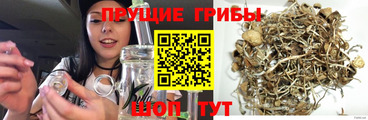 Псилоцибиновые грибы Cubensis Унеча